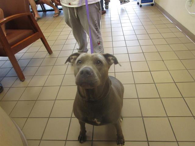 adoptable Dog in Ocala, FL named BUNNY