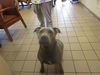 adoptable Dog in Ocala, FL named BUNNY