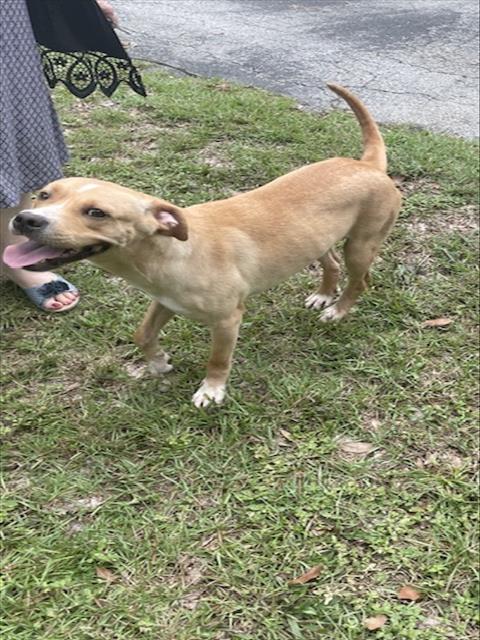 adoptable Dog in Ocala, FL named CITRINE