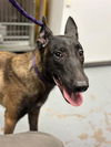 adoptable Dog in , FL named A344993