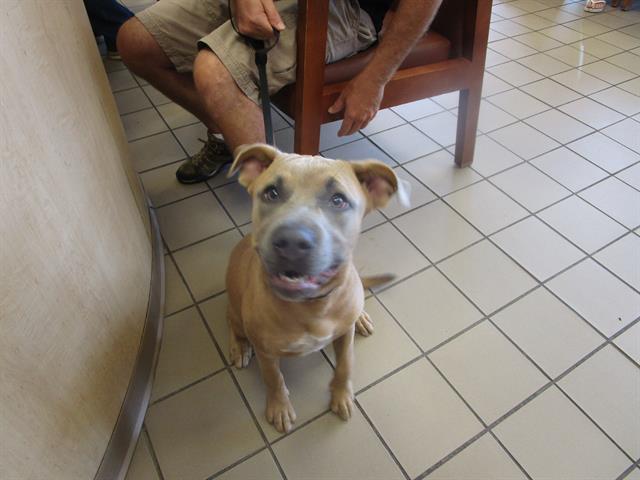 adoptable Dog in Ocala, FL named BELLA