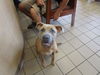 adoptable Dog in , FL named BELLA