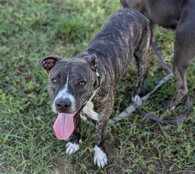 adoptable Dog in Ocala, FL named BAILEY