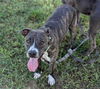 adoptable Dog in , FL named BAILEY