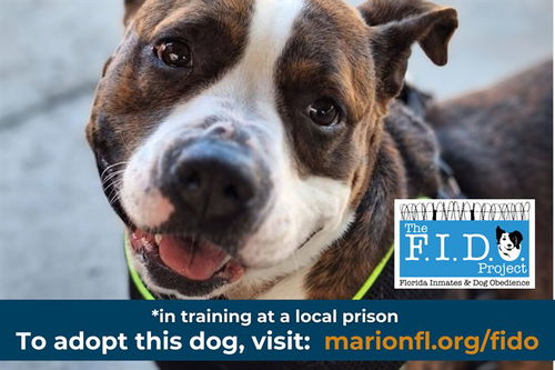 picture of the dog needing adoption