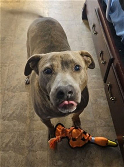 picture of the dog needing adoption