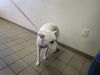 adoptable Dog in , FL named GIRLEY