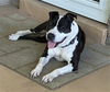 adoptable Dog in  named BREYER (DAISY)