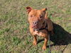 adoptable Dog in  named COOKIE