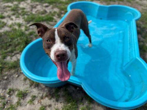 picture of the dog needing adoption