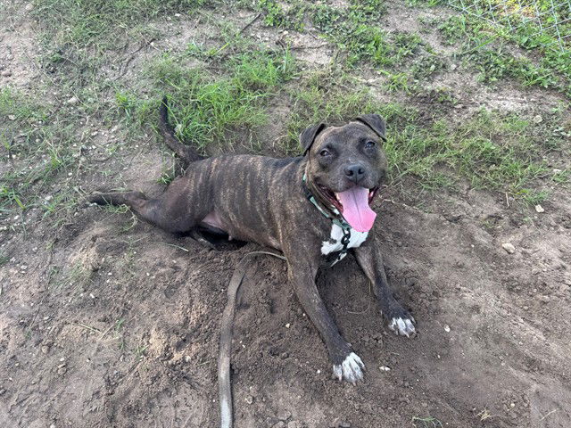 adoptable Dog in Ocala, FL named MYSTIC
