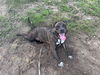 adoptable Dog in  named MYSTIC