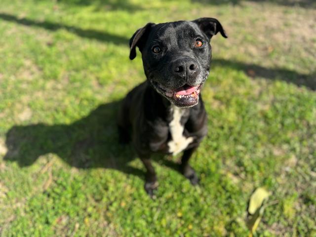 adoptable Dog in Ocala, FL named GABBY