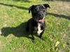 adoptable Dog in  named GABBY