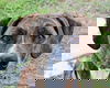 adoptable Dog in  named CHOPS