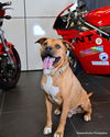 adoptable Dog in  named JESTER