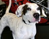 adoptable Dog in  named MARS