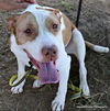 adoptable Dog in  named MOLLY