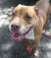 adoptable Dog in  named VENUS