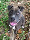 adoptable Dog in  named MARYLAND