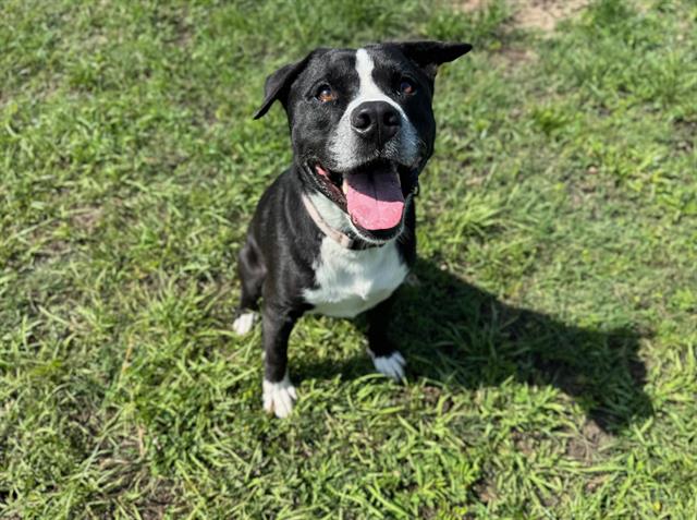 adoptable Dog in Ocala, FL named DEXTER