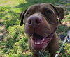 adoptable Dog in ocala, FL named TEENY