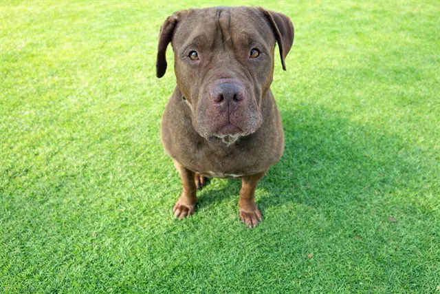 Teeny - Chinese Shar-Pei