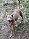 adoptable Dog in  named DAISY