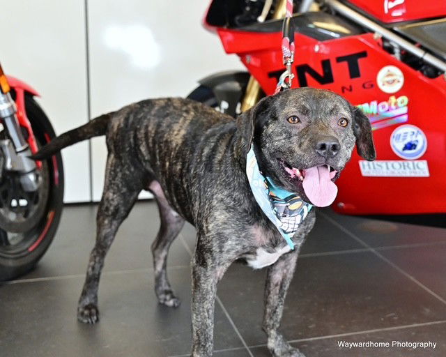adoptable Dog in Ocala, FL named CABBY