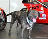 adoptable Dog in  named CABBY
