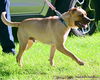 adoptable Dog in  named BUTCH