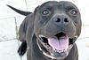 adoptable Dog in ocala, FL named TITO