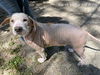 adoptable Dog in  named BIG BOY