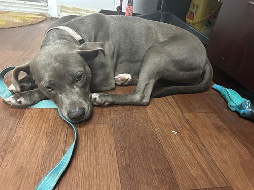 picture of the dog needing adoption