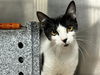 adoptable Cat in ocala, FL named TABASCO