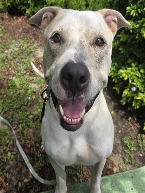adoptable Dog in Ocala, FL named CHASE