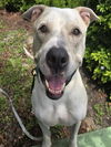 adoptable Dog in  named CHASE