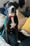 adoptable Dog in  named PIPPY