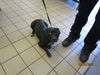 adoptable Dog in , FL named BLACK JACK
