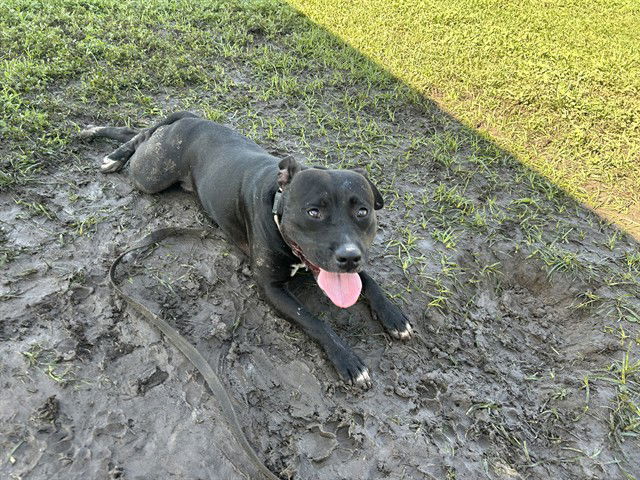 adoptable Dog in Ocala, FL named BLACK JACK