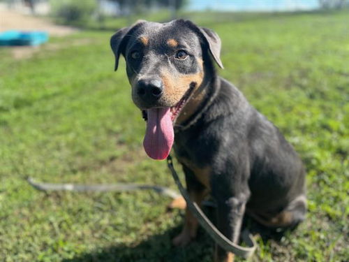 picture of the dog needing adoption