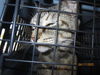 adoptable Cat in ocala, FL named *BETTE