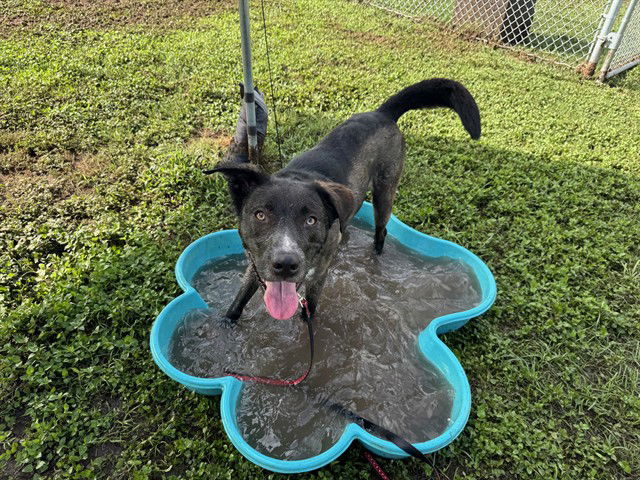 adoptable Dog in Ocala, FL named RANGER