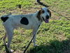 adoptable Dog in  named COCONUT
