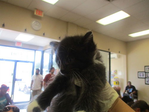 picture of the cat needing adoption