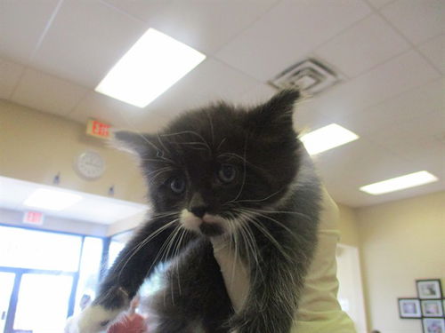 picture of the cat needing adoption