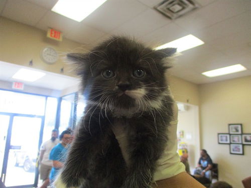 picture of the cat needing adoption