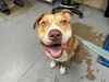 adoptable Dog in  named KEMBA