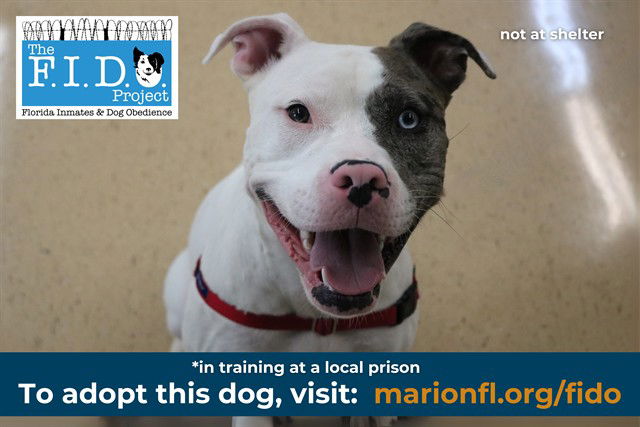 adoptable Dog in Ocala, FL named ASTRO