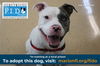 adoptable Dog in  named ASTRO